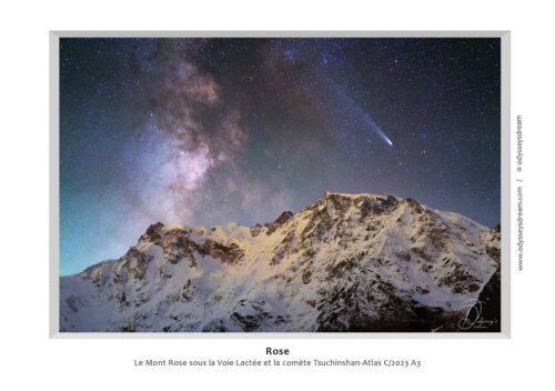 Rose - Carte Postale